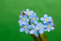 Myosotis