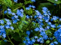 Myosotis, blue flowers