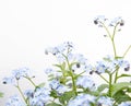 Myosotis blue flowers