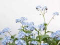 Myosotis blue flowers