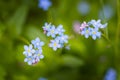 Myosotis - blue forget-me-not flowers growing in the grass with beautiful bokeh