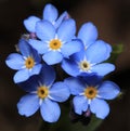 Myosotis from borage family (Boraginaceae) Royalty Free Stock Photo