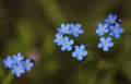 Myosotis from borage family (Boraginaceae) Royalty Free Stock Photo