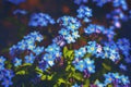 Myosotis,Boraginaceae.Blue forget-me-not flowers, selective focus on some of them. Royalty Free Stock Photo