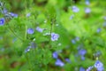 Myosotis close up on blurry green background. Flowering plants in a spring wild meadow. Forget-me-not Myosotis scorpioides