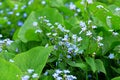 Myosotis close up on blurry green background. Many blue flowers on a spring wild meadow. Forget-me-not Myosotis scorpioides is