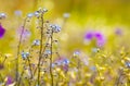 Myosotis close up