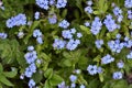 Myosotis flower.