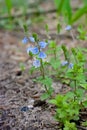 Myosotis flowers grow on the ground Royalty Free Stock Photo