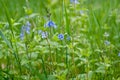 Myosotis flowers grow on meadow Royalty Free Stock Photo