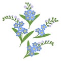 Myosotis flowers