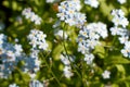 Myosotis, forget-me-not in the Eifel, Germany photographed in spring Royalty Free Stock Photo