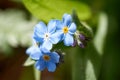 Myosotis, forget-me-not in the Eifel, Germany photographed in spring Royalty Free Stock Photo