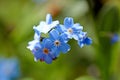 Myosotis, forget-me-not in the Eifel, Germany photographed in spring Royalty Free Stock Photo