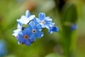 Myosotis, forget-me-not in the Eifel, Germany photographed in spring Royalty Free Stock Photo