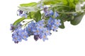Myosotis forget me not flower with green leaf Royalty Free Stock Photo