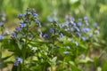 Myosotis Forget Me Not, Scorpion grasses - flowering small blue flowers, background. Delicate spring Plant in the garden, Royalty Free Stock Photo