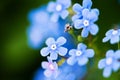 Myosotis