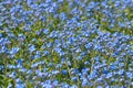 Myosotis, Forget-me-nots as a background, Forget Flowers