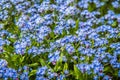 Myosotis forget-me-nots