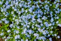 Myosotis forget-me-nots