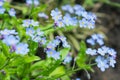 Myosotis, forget-me-nots. Small blue flowers on a green background. Selective focus.