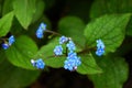 Myosotis is a genus of flowering plants in the family Boraginaceae. Forget-me-not flower at the garden