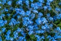 Myosotis is a genus of flowering plants in the family Boraginaceae. In the northern hemisphere they are colloquially denominated Royalty Free Stock Photo