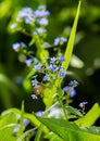 Myosotis In the northern hemisphere, they are colloquially labeled forget-me-nots or scorpions. Myosotis alpestris - the state