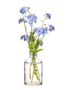 Myosotis scorpioides true forget-me-not or water forget-me-not in a glass vessel on a white background