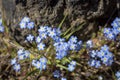 Myosotis scorpioides true or water forget-me-not