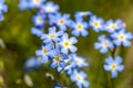 Myosotis scorpioides true or water forget-me-not