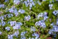 Myosotis scorpioides in a wild field.