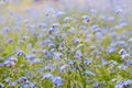 Myosotis scorpioides in a wild field.