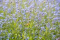 Myosotis scorpioides in a wild field.