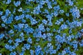 Myosotis sylvatica background Royalty Free Stock Photo