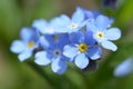 Myosotis sylvatica in blue