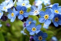 Myosotis sylvatica blue leaflets blurred macro lens closeup close up