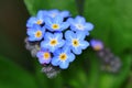 Myosotis sylvatica flowers Royalty Free Stock Photo