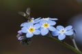 Myosotis sylvatica