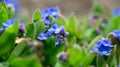 Blue myosotis sylvatica, forget-me-not, blooming in garden, Close up, horizontal botanical photo