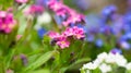 Myosotis sylvatica, forget-me-not, blooming in garden, Close up, horizontal botanical photo