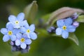 The Myosotis sylvatica . Forget me not in an English garden