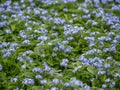 Myosotis sylvatica, the garden forget-me-not. Field of small, blue blomming flowers