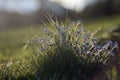 Myosotis sylvatica between high gras Royalty Free Stock Photo