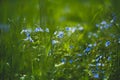 Myosotis sylvatica, little blue flowers on a blurred background Royalty Free Stock Photo