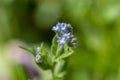 Myosotis sylvatica wood forget-me-not beautiful flowers in bloom, wild plants flowering in forests Royalty Free Stock Photo