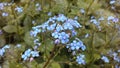 Myosotis (Forget-Me-Not or Scorpion Grass) Plants Blossoming in Spring at Battery Park in Manhattan, New York, NY.