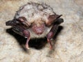 Myotis myotis Royalty Free Stock Photo