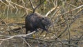 Mypcastor coypus in the foreground laid on the branch in the swamp